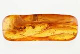 Rare Fossil Wasp (Ismaridae) & Fungus Gnat In Baltic Amber #343270-1